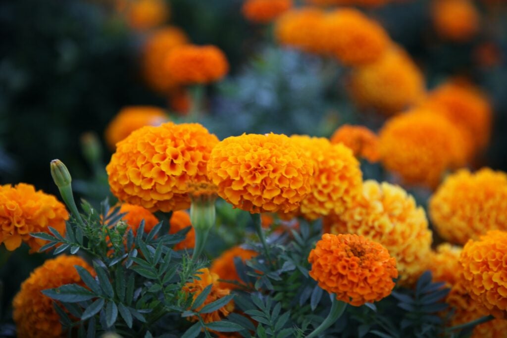 Marigolds, a type of edible flower.